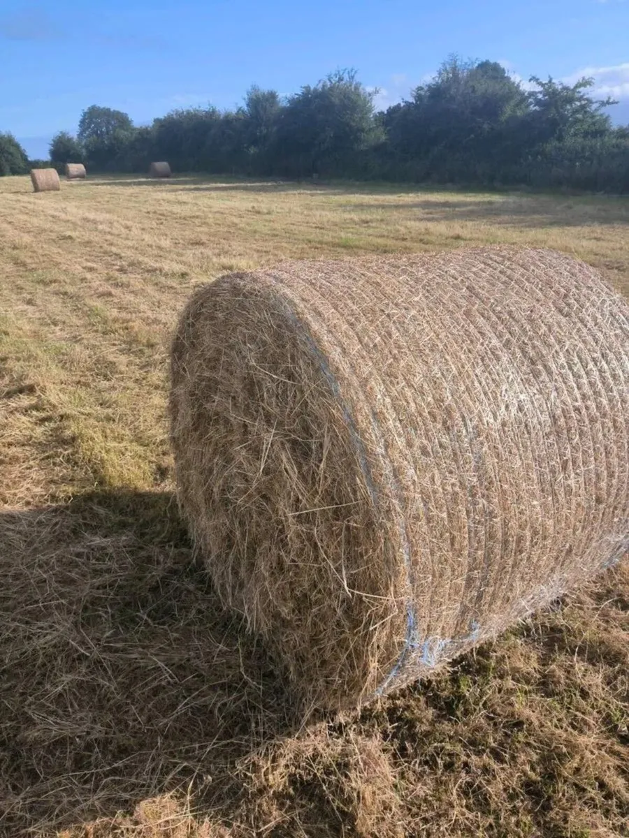 Hay