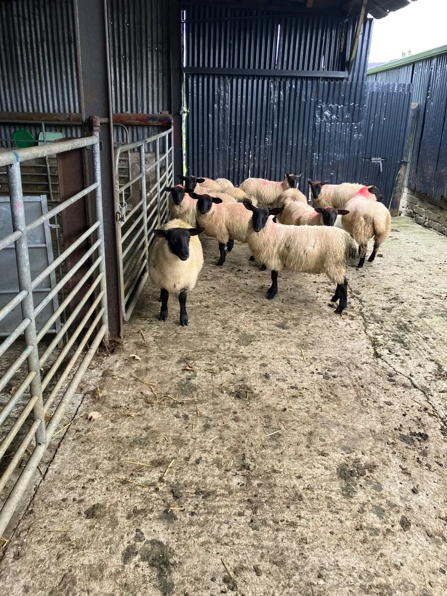 Organic Sheep