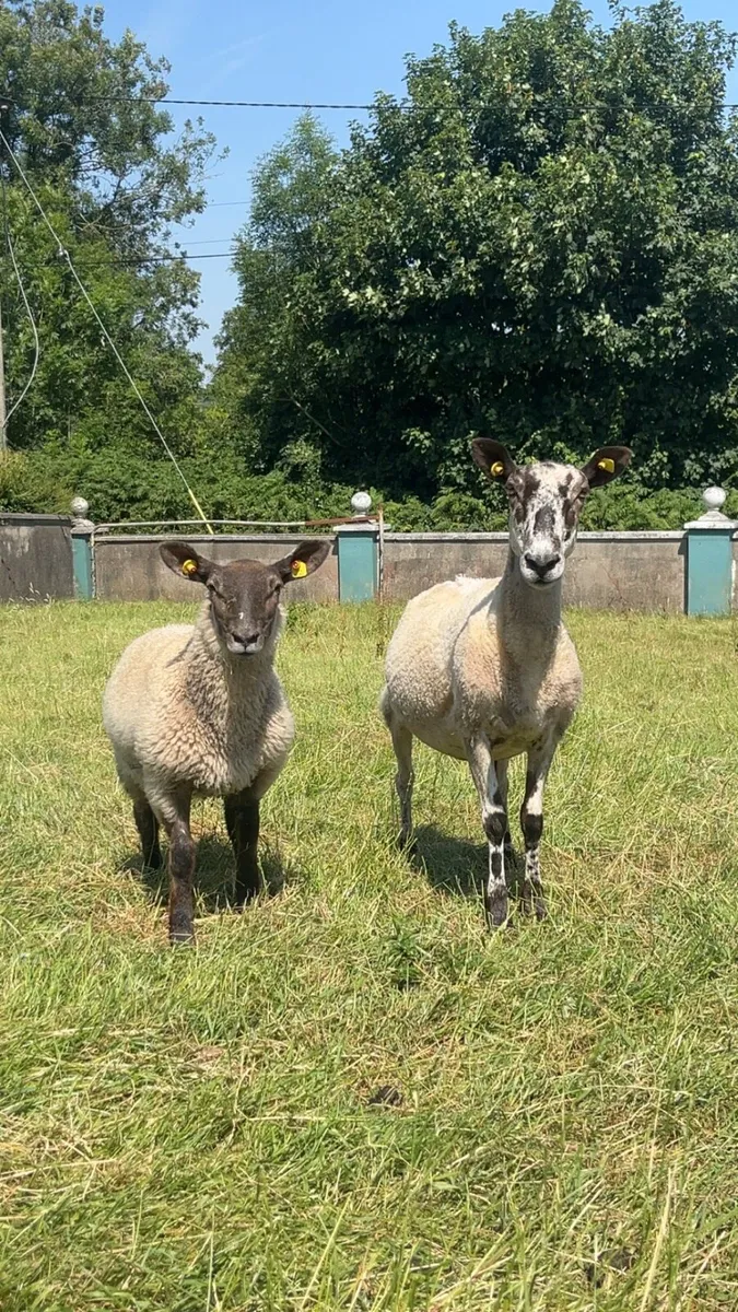 Ewe and Lamb - Image 1