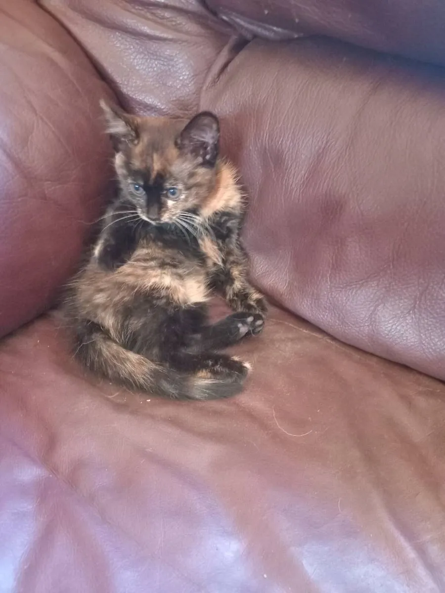 Kittens - Image 3