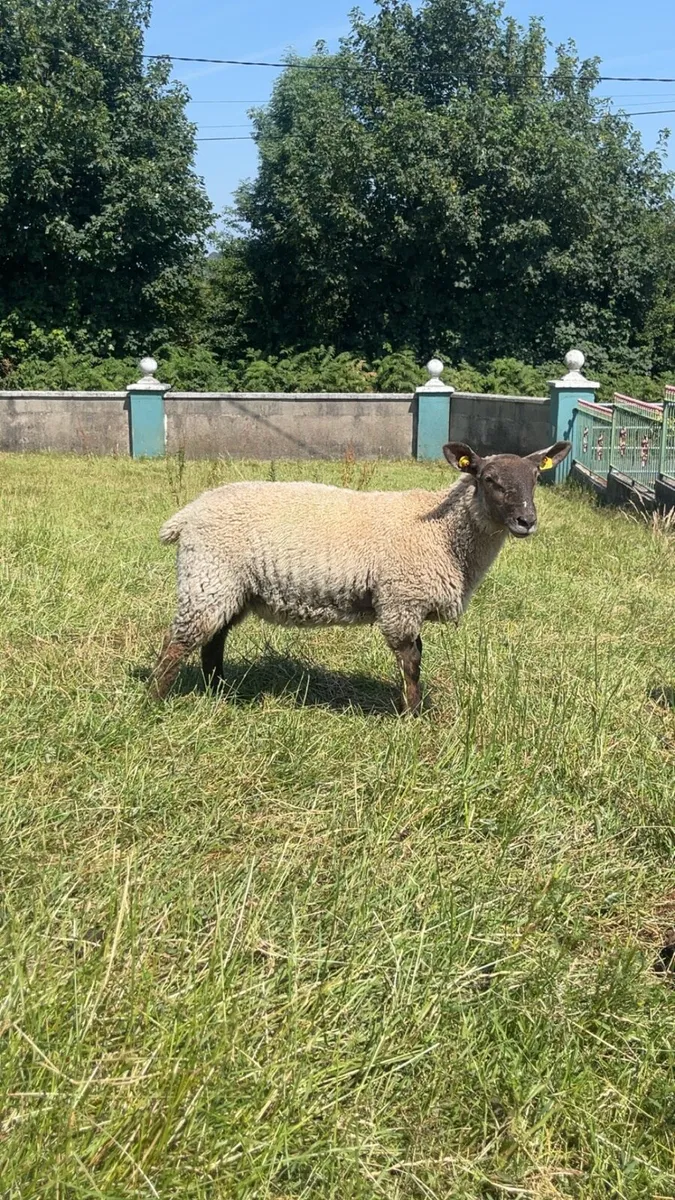 Ewe and Lamb - Image 4