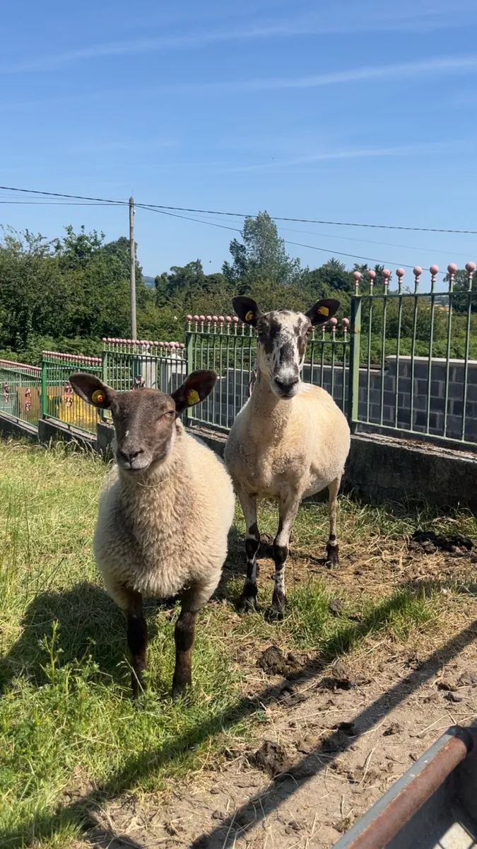 Ewe and Lamb - Image 2