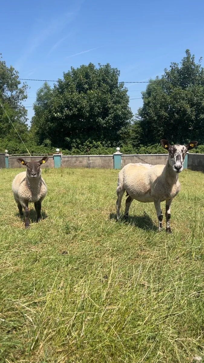 Ewe and Lamb - Image 3