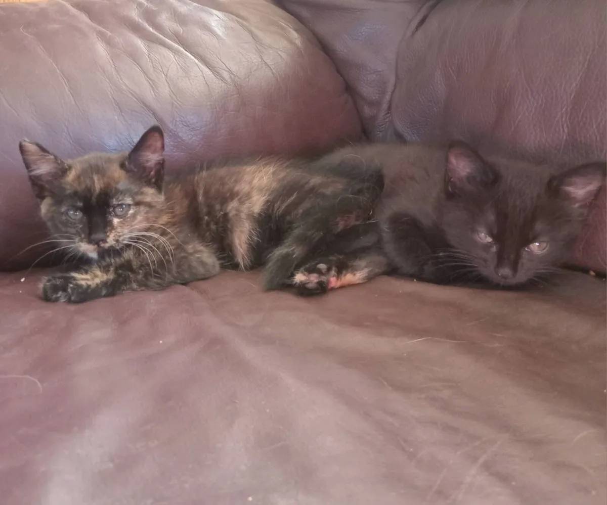 Kittens - Image 1