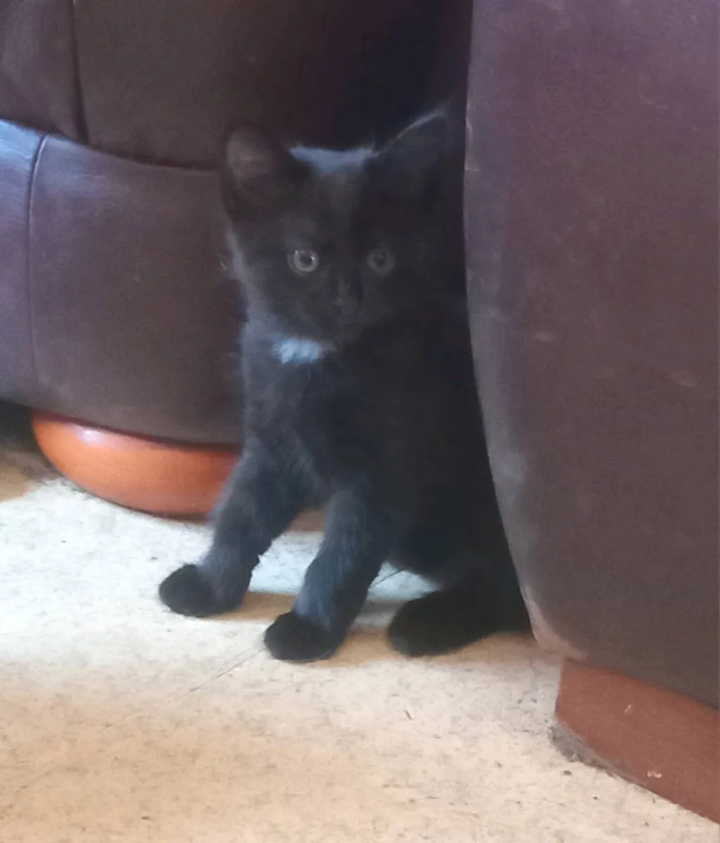 Kittens - Image 2