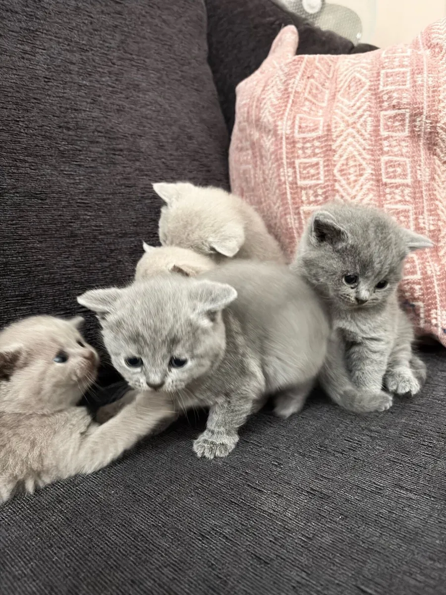 British Short Hair kittens- blue and lilac - Image 2
