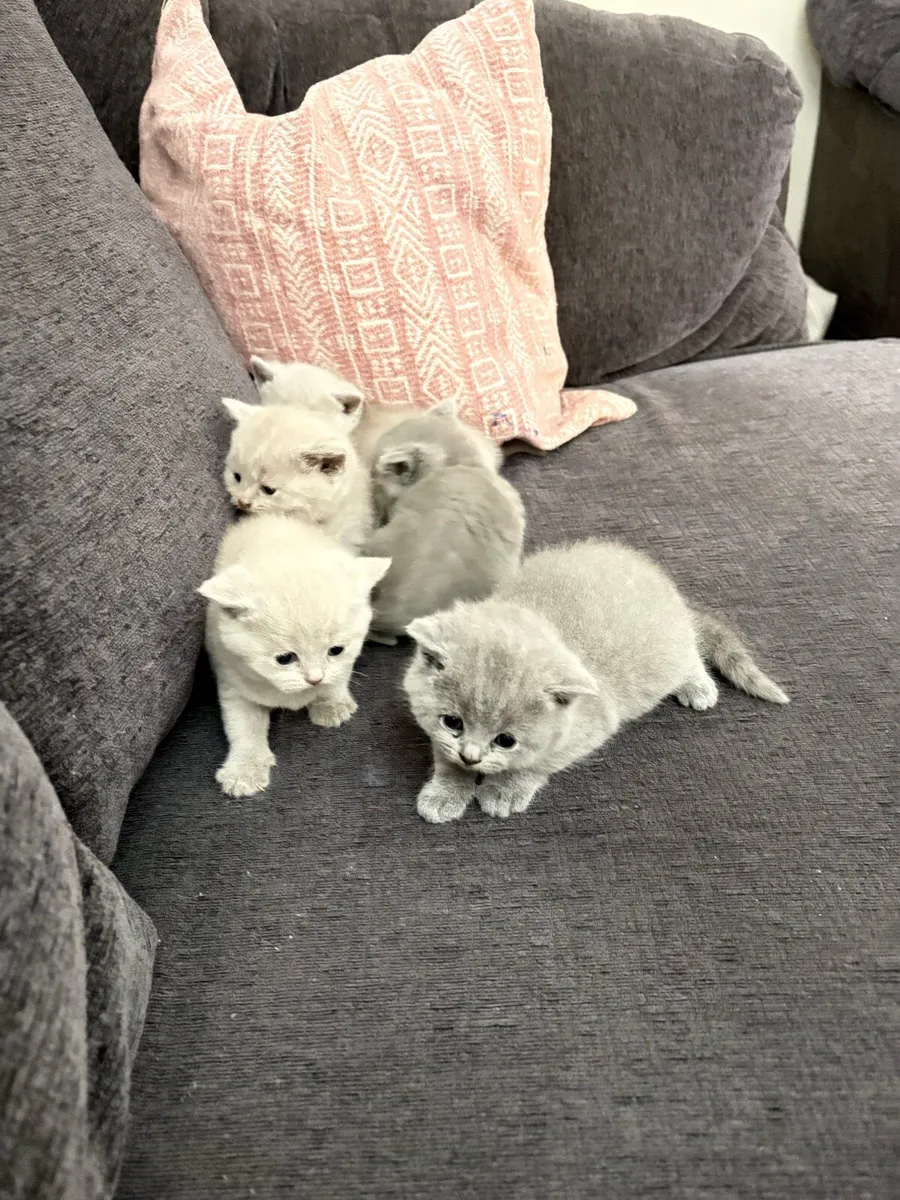 British Short Hair kittens- blue and lilac - Image 3
