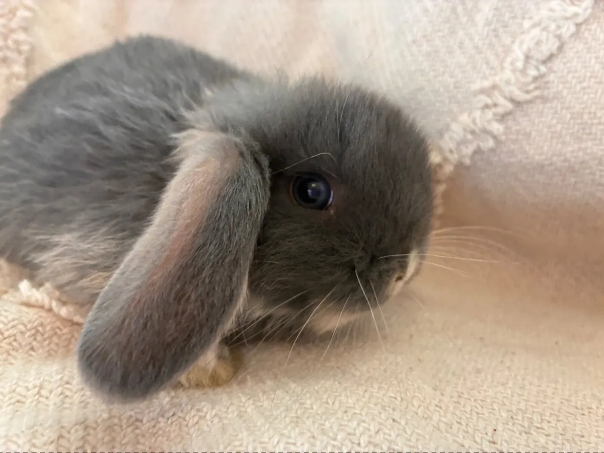 Mini lop baby rabbits - Image 2