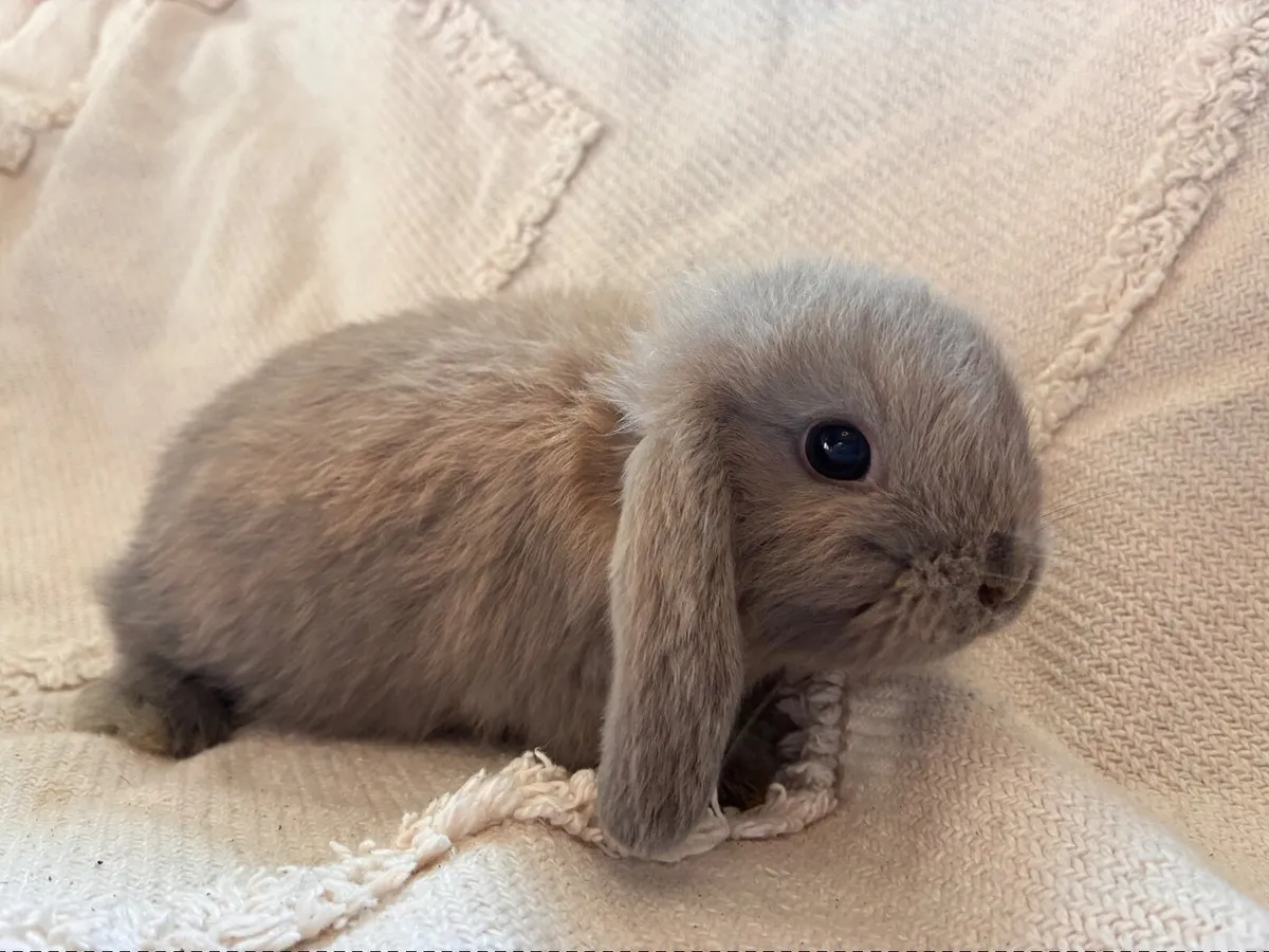 Mini lop baby rabbits - Image 3