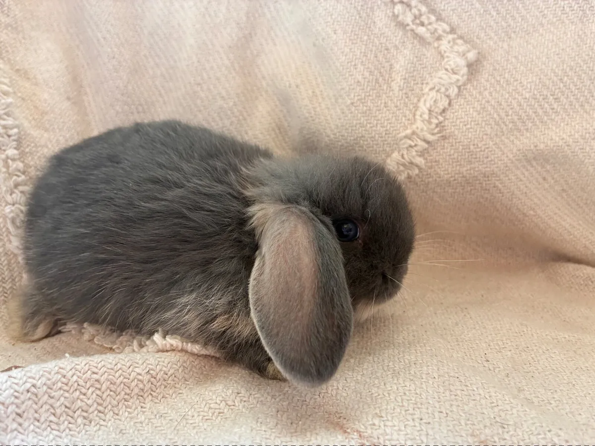 Mini lop baby rabbits - Image 4