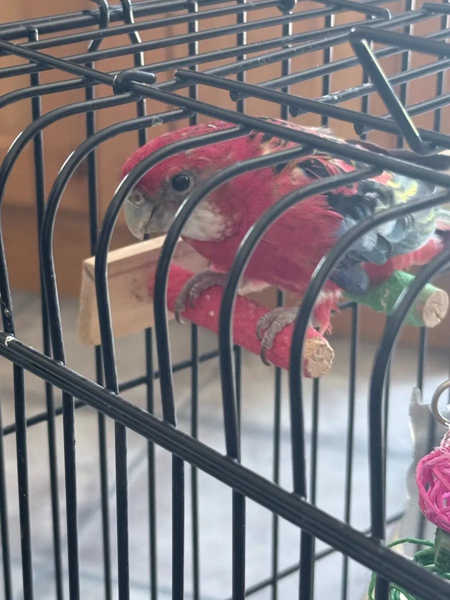 Rosella for Sale with Cage - Image 4