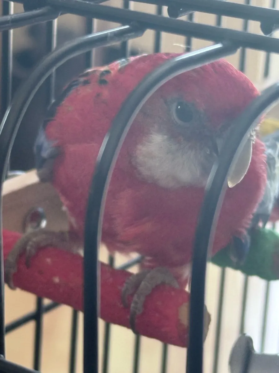 Rosella for Sale with Cage - Image 1