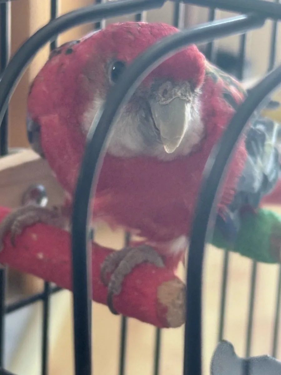 Rosella for Sale with Cage - Image 2