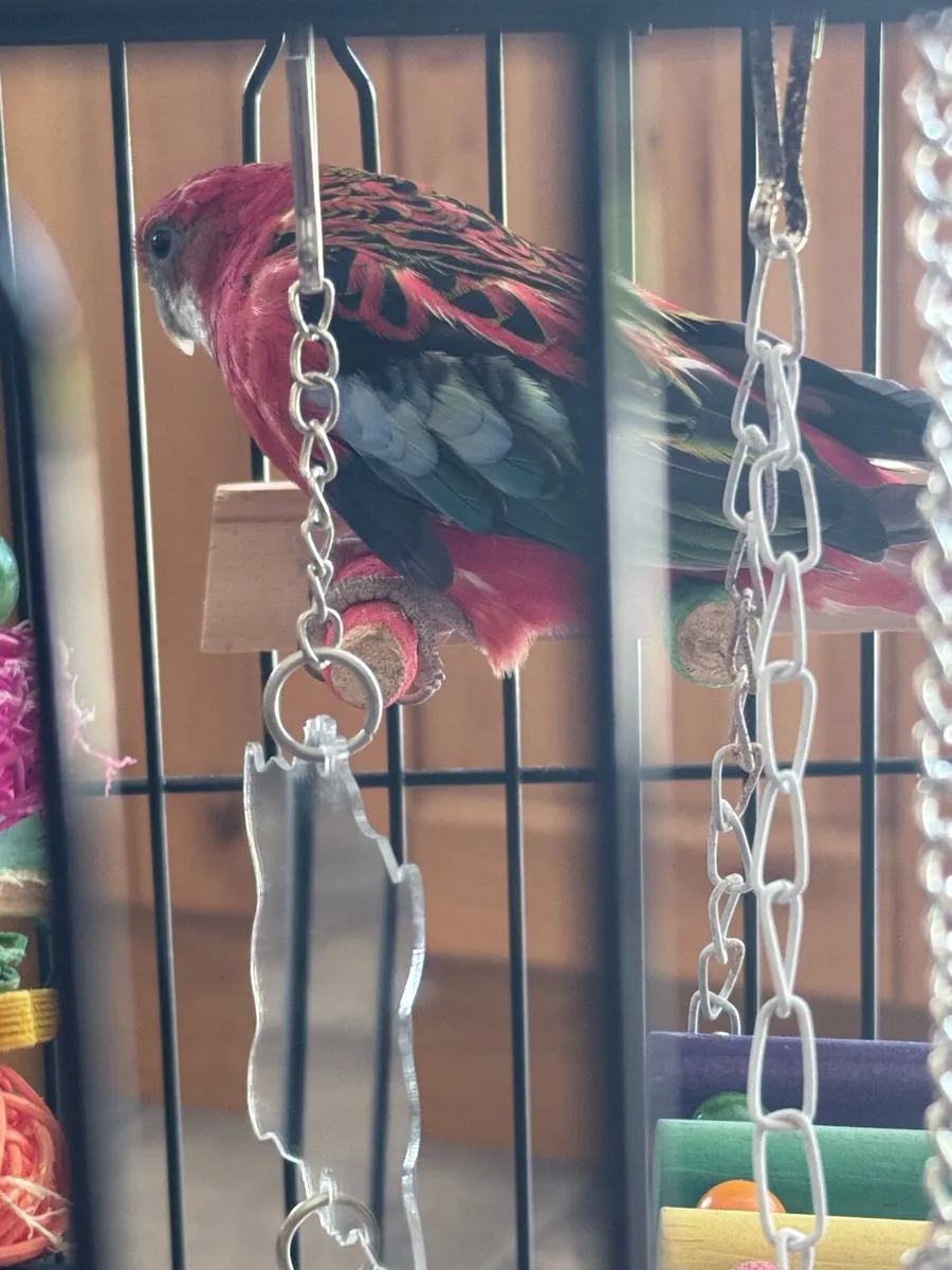 Rosella for Sale with Cage - Image 3