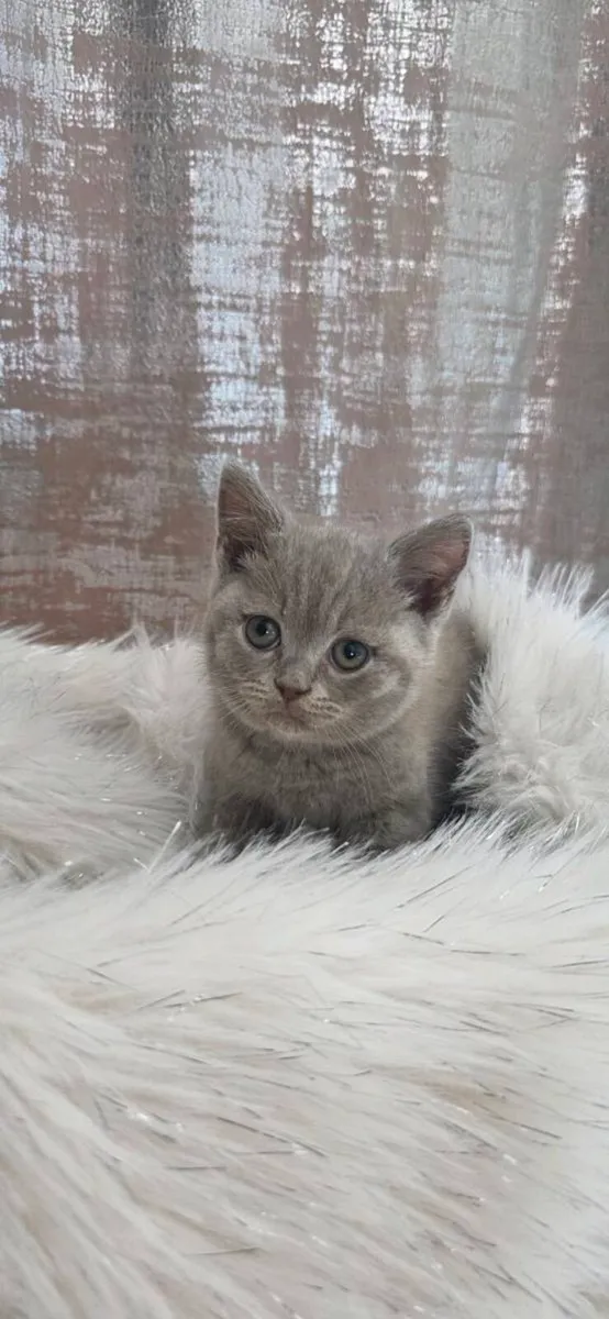 Short hair british Kittens - Image 3