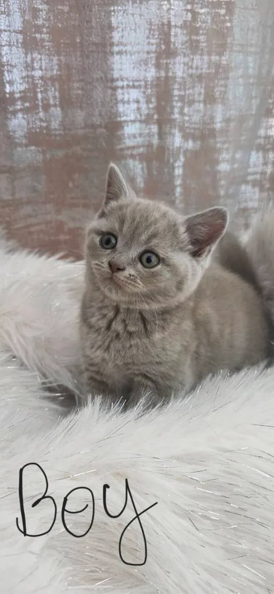 Short hair british Kittens - Image 2