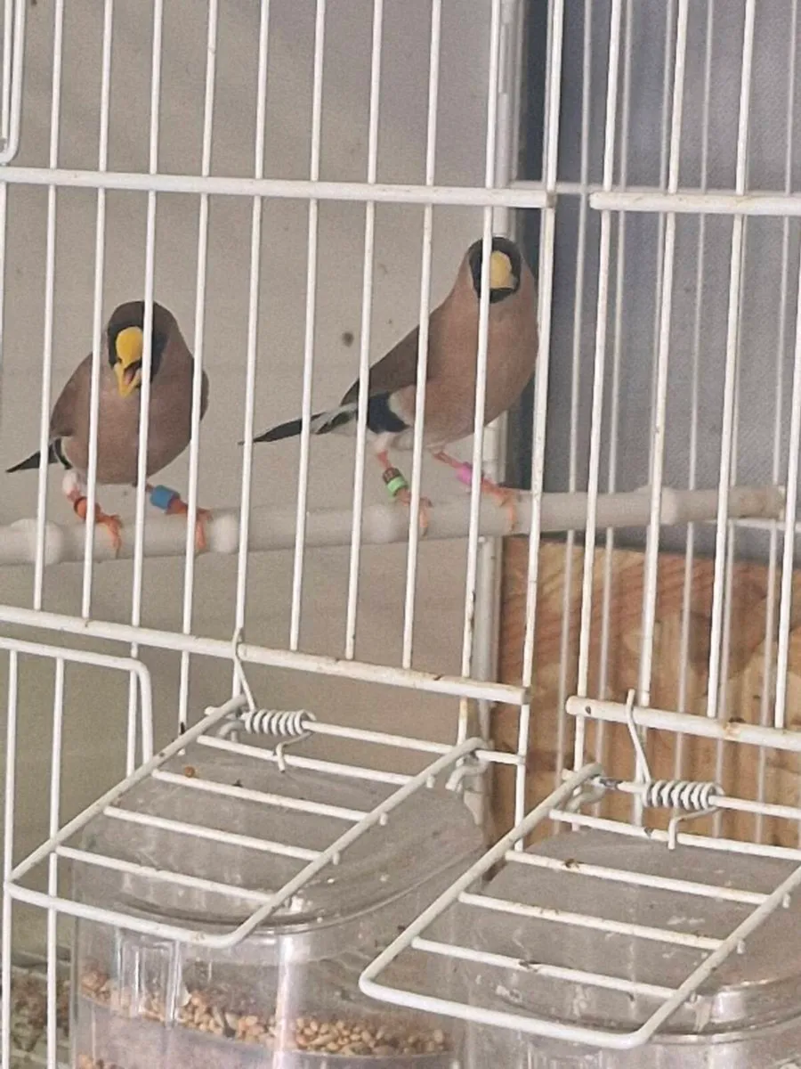 Foreign finch - Image 1