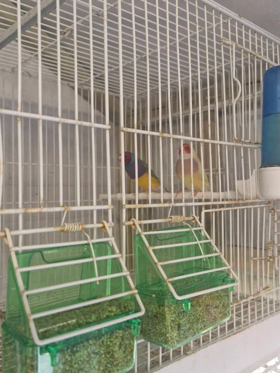 Foreign finch - Image 2