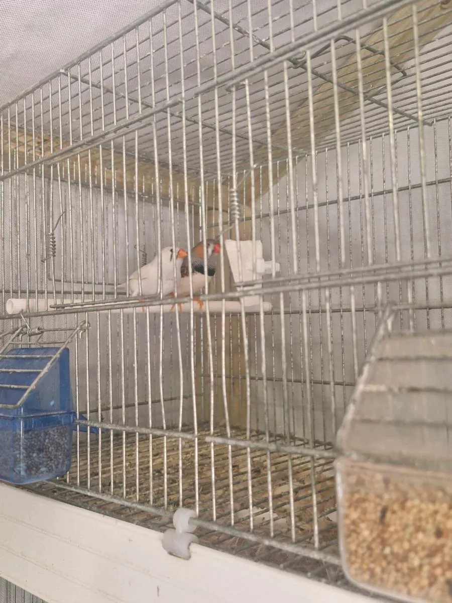Foreign finch - Image 3