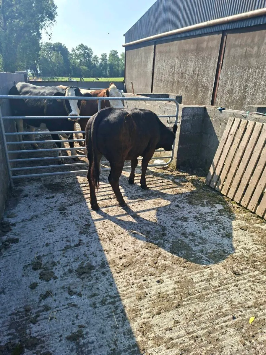 Bb / Lm heifer - Image 2
