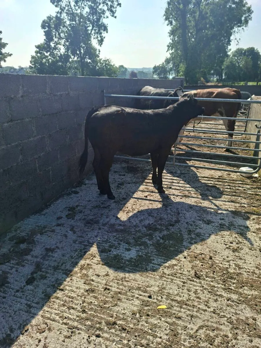 Bb / Lm heifer - Image 3