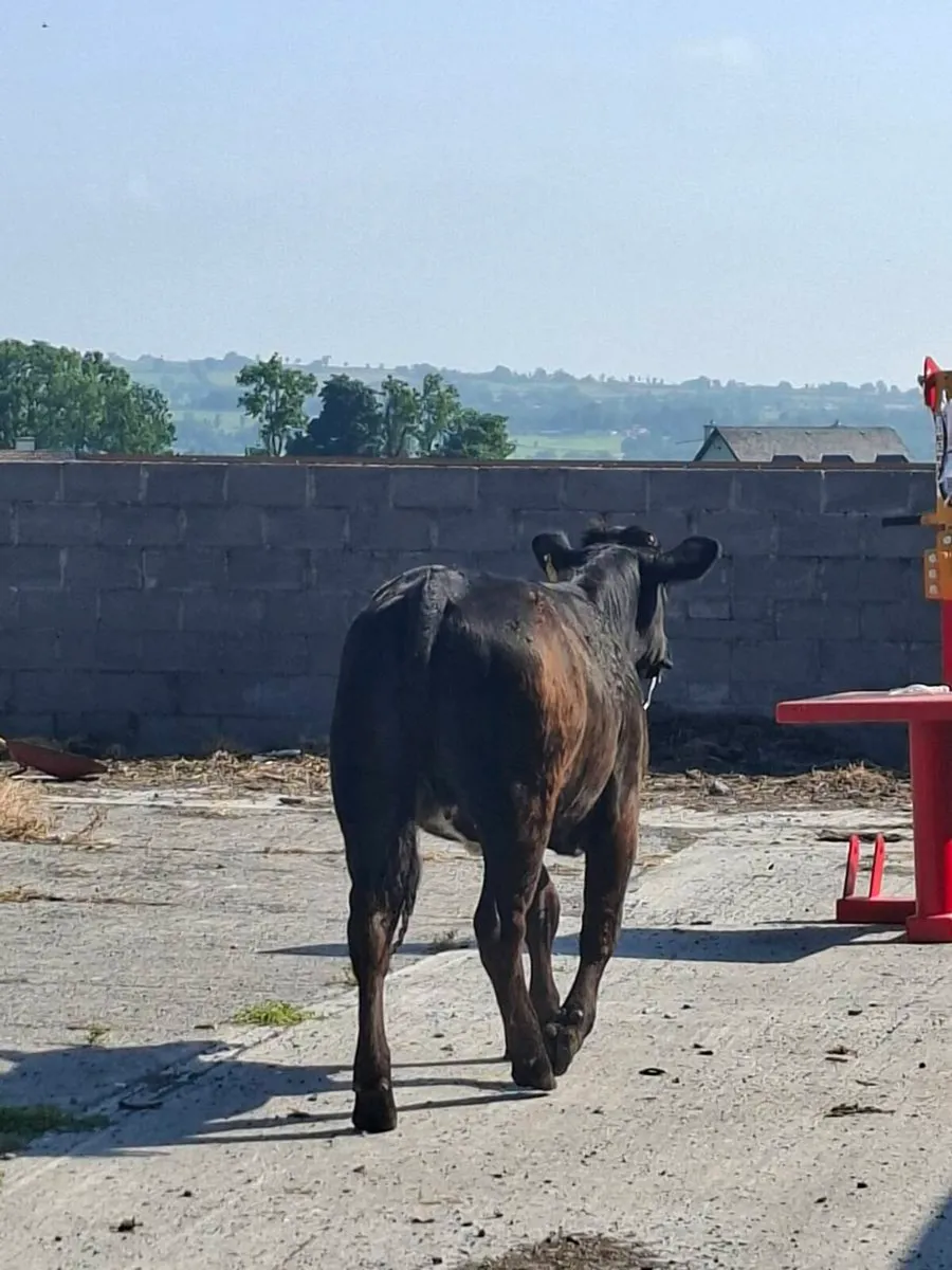Bb / Lm heifer - Image 1