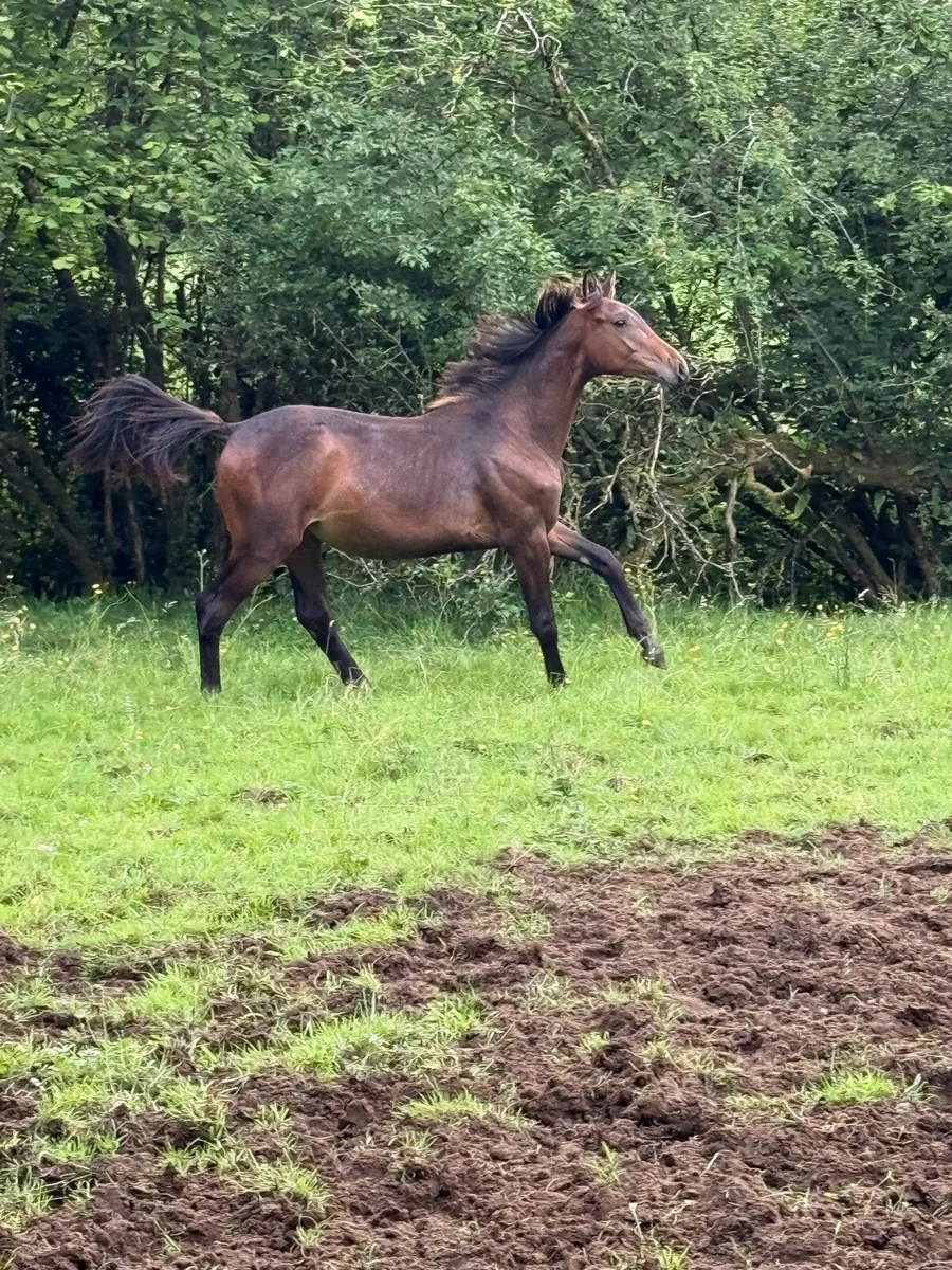 Colt foals - Image 1