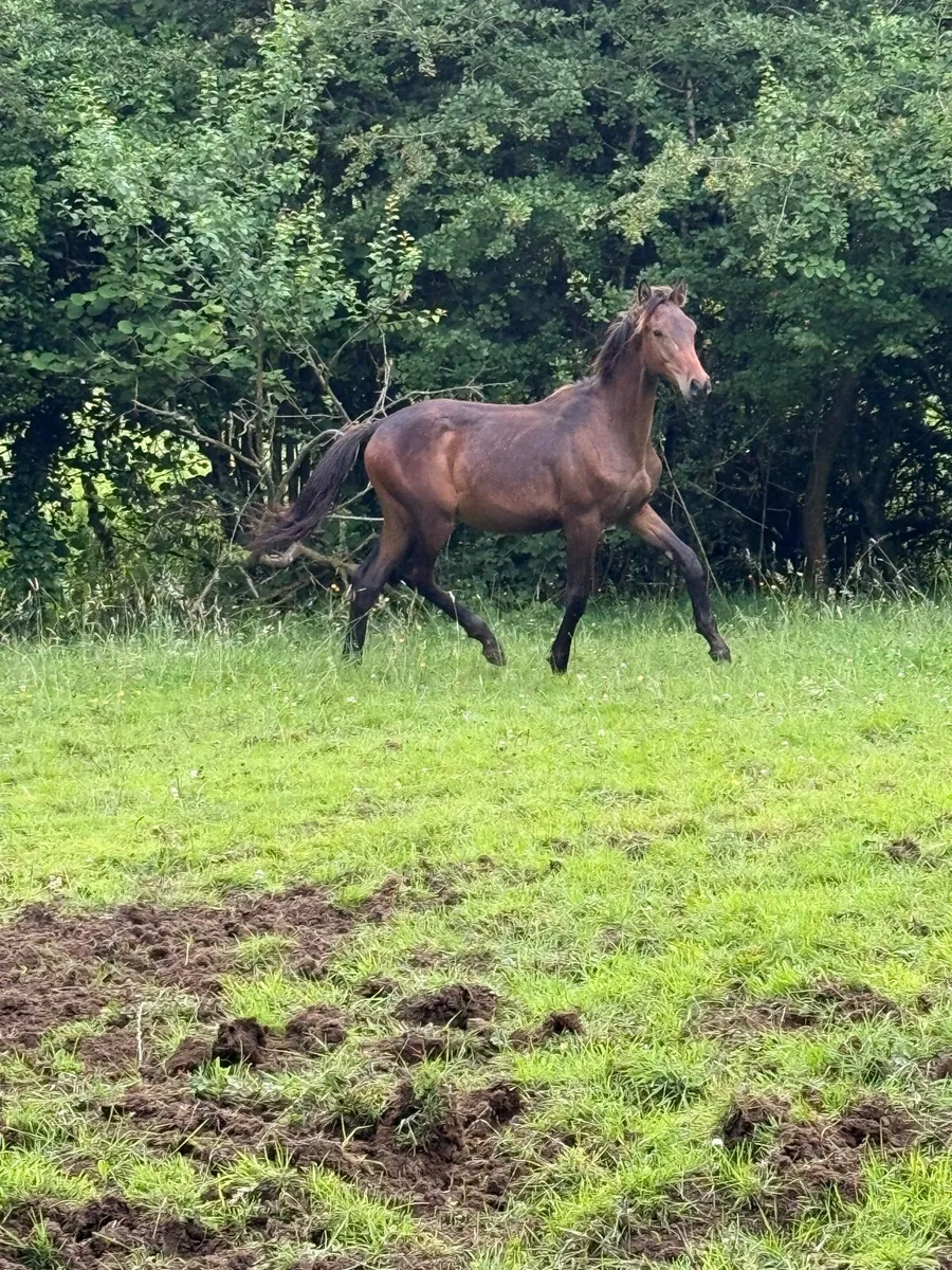 Colt foals - Image 2