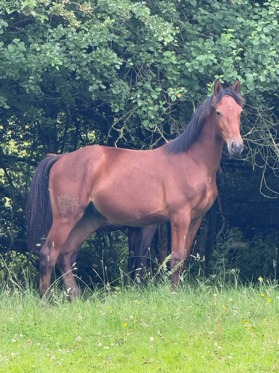 Colt foals - Image 3