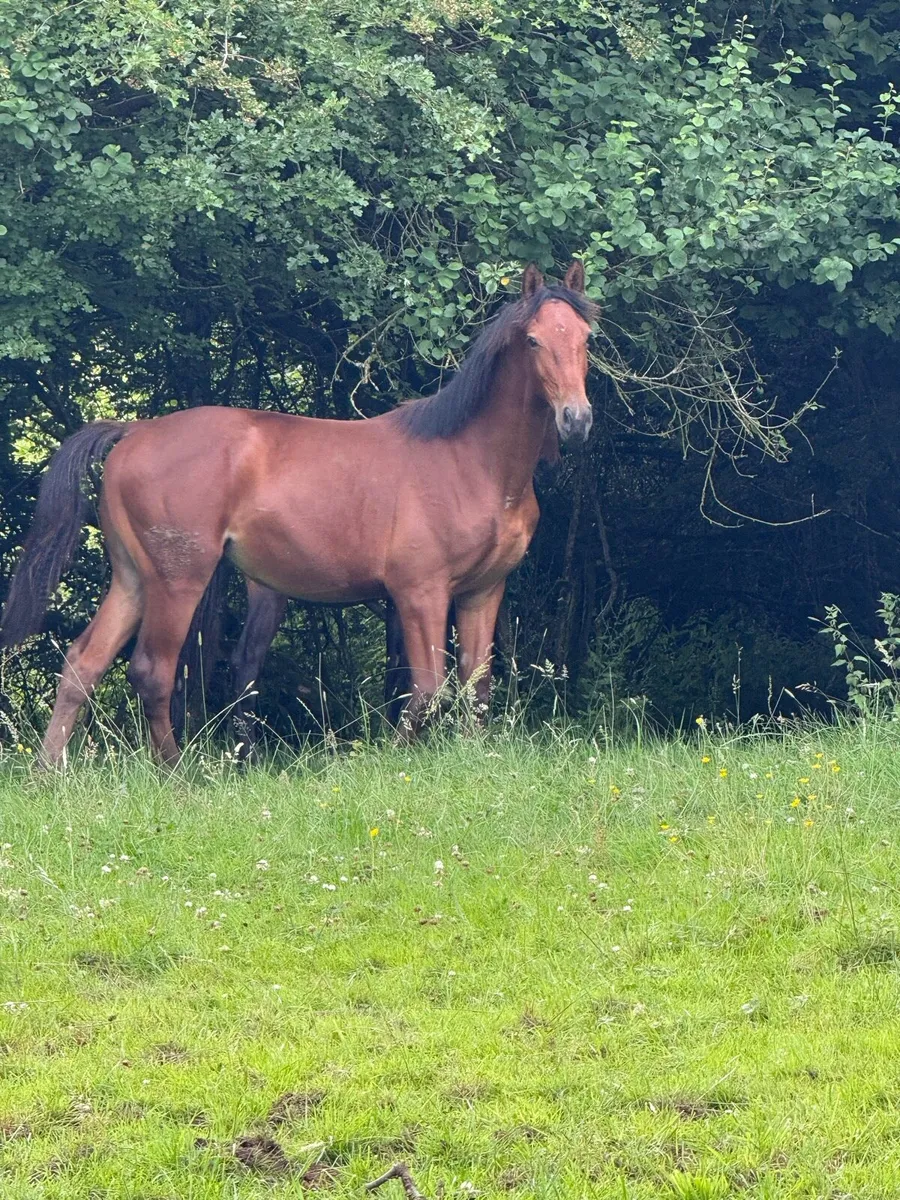 Colt foals - Image 4