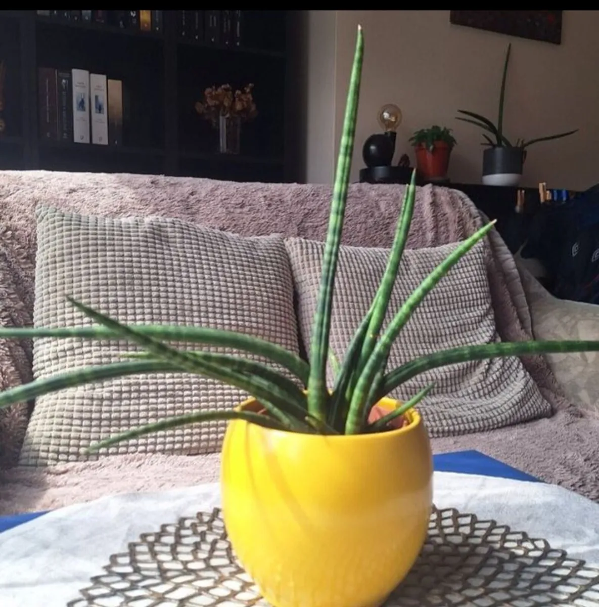 Sansevieria Cylindrica with Yellow Pot - Image 1