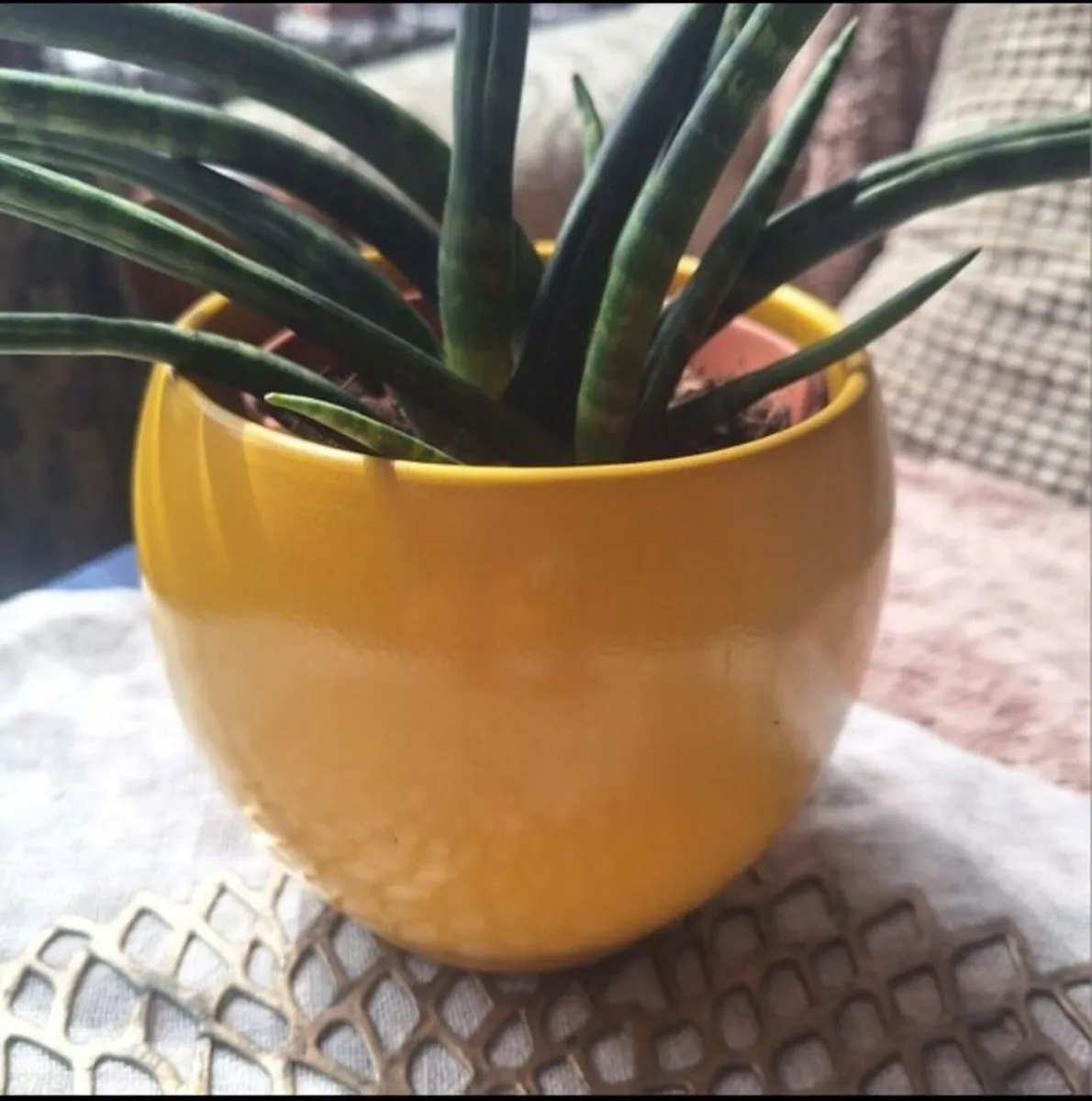 Sansevieria Cylindrica with Yellow Pot - Image 2