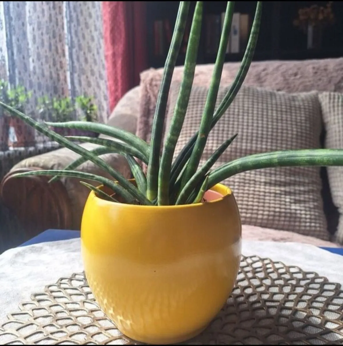 Sansevieria Cylindrica with Yellow Pot - Image 3