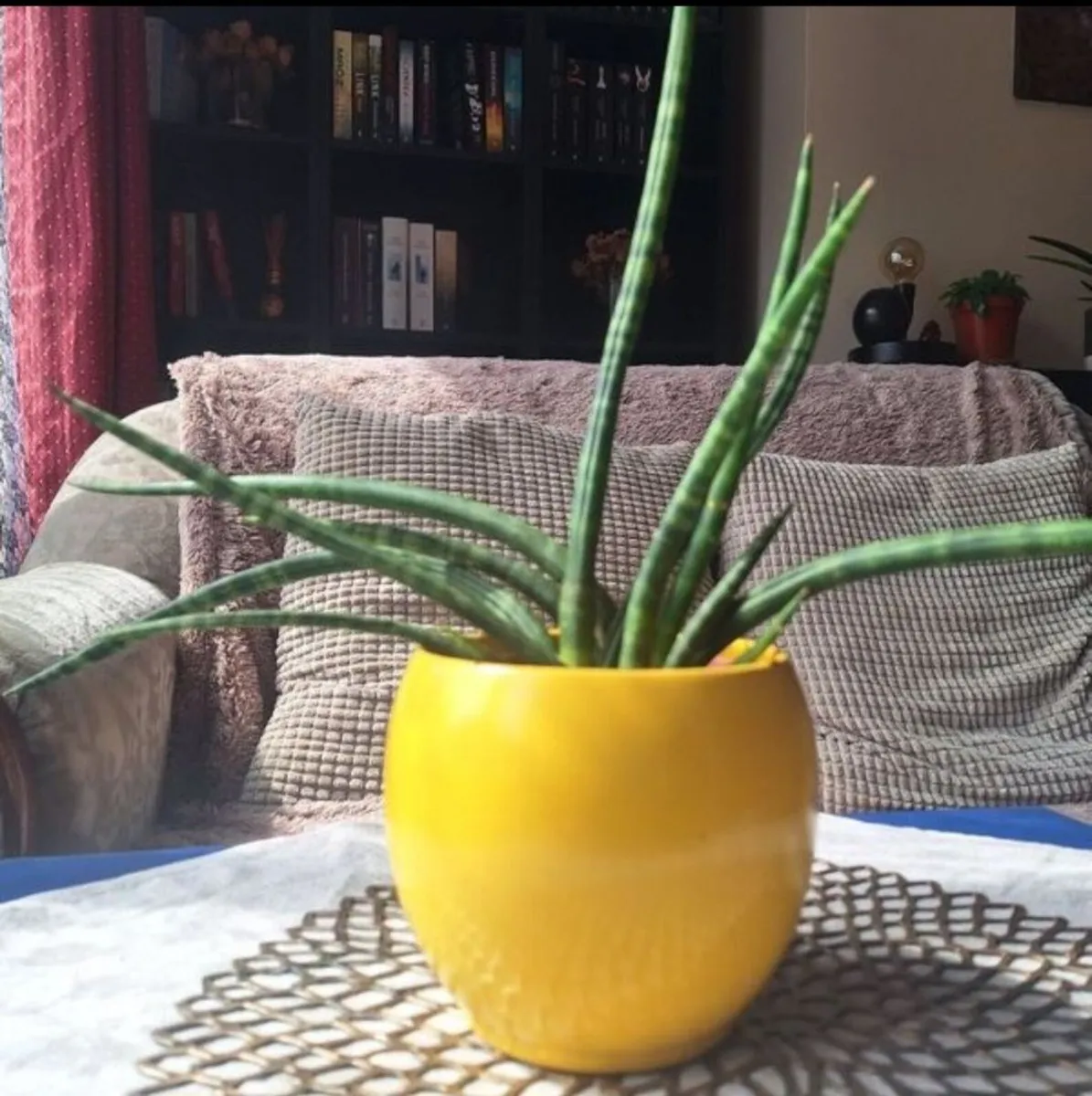 Sansevieria Cylindrica with Yellow Pot - Image 4