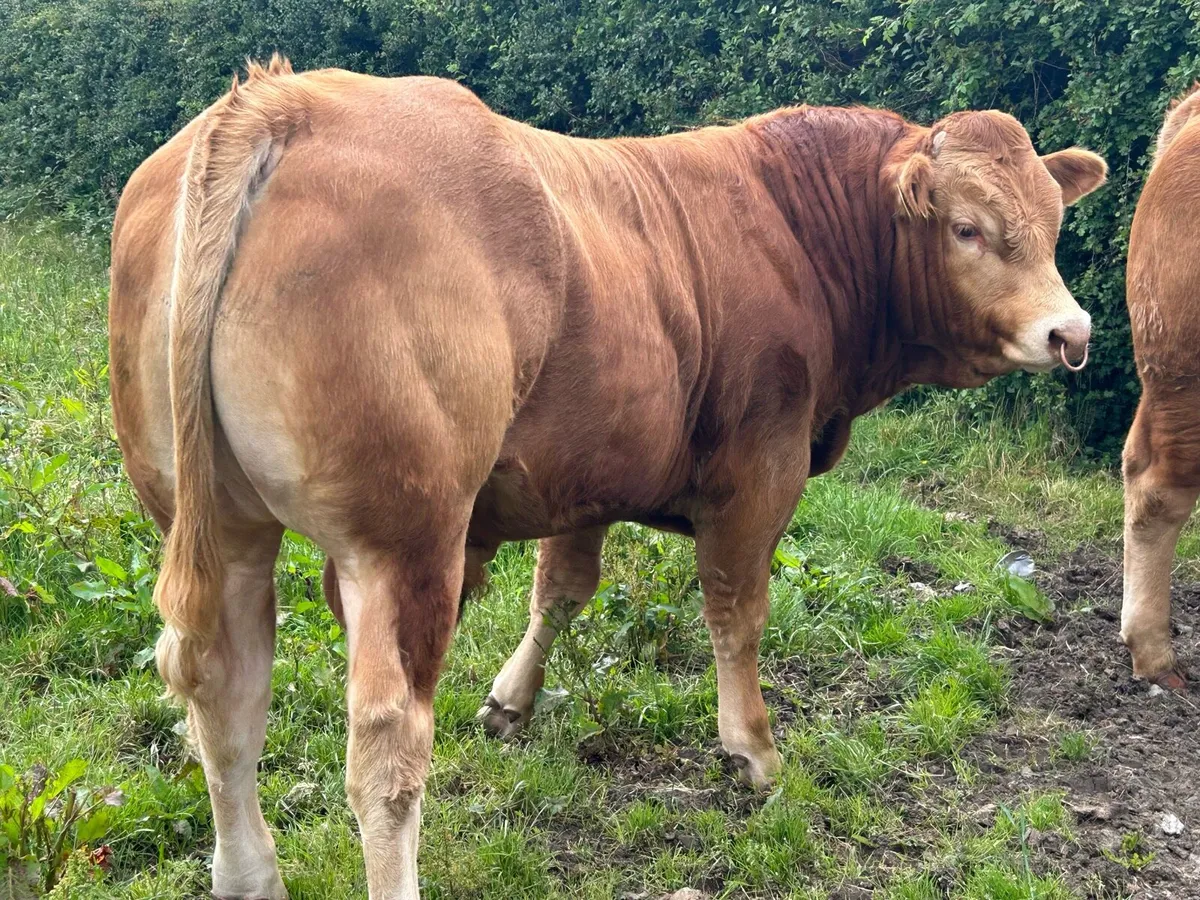 Pedigree Limousin bulls - Image 1