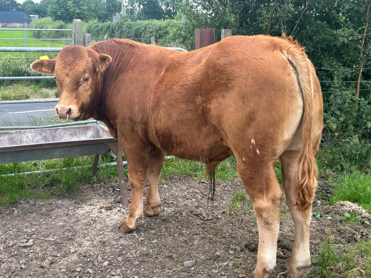 Pedigree Limousin bulls - Image 4