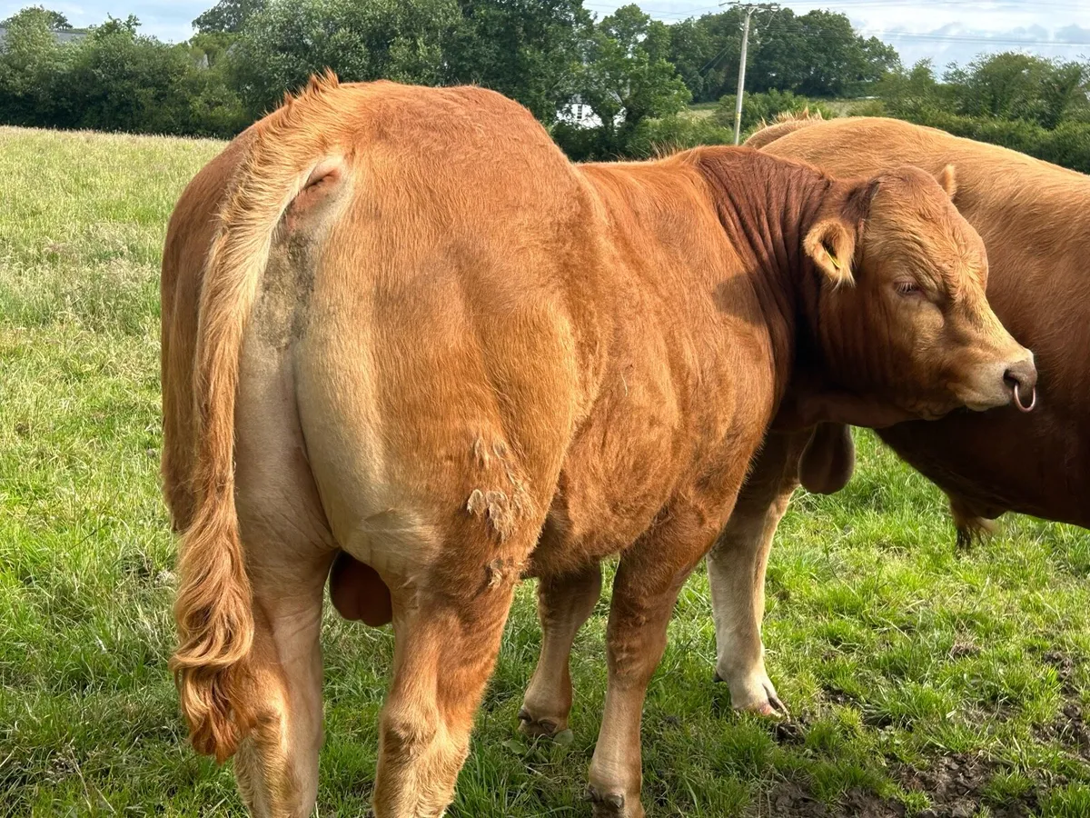 Pedigree Limousin bulls - Image 2