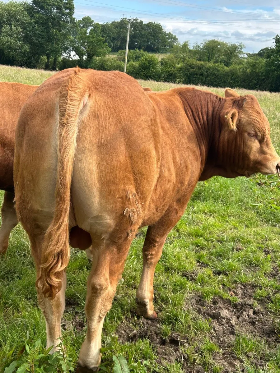 Pedigree Limousin bulls - Image 3
