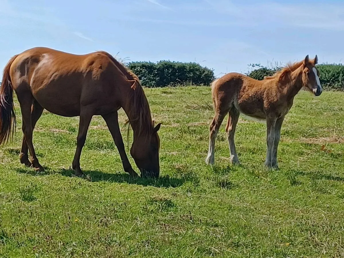 Mare and foal - Image 1