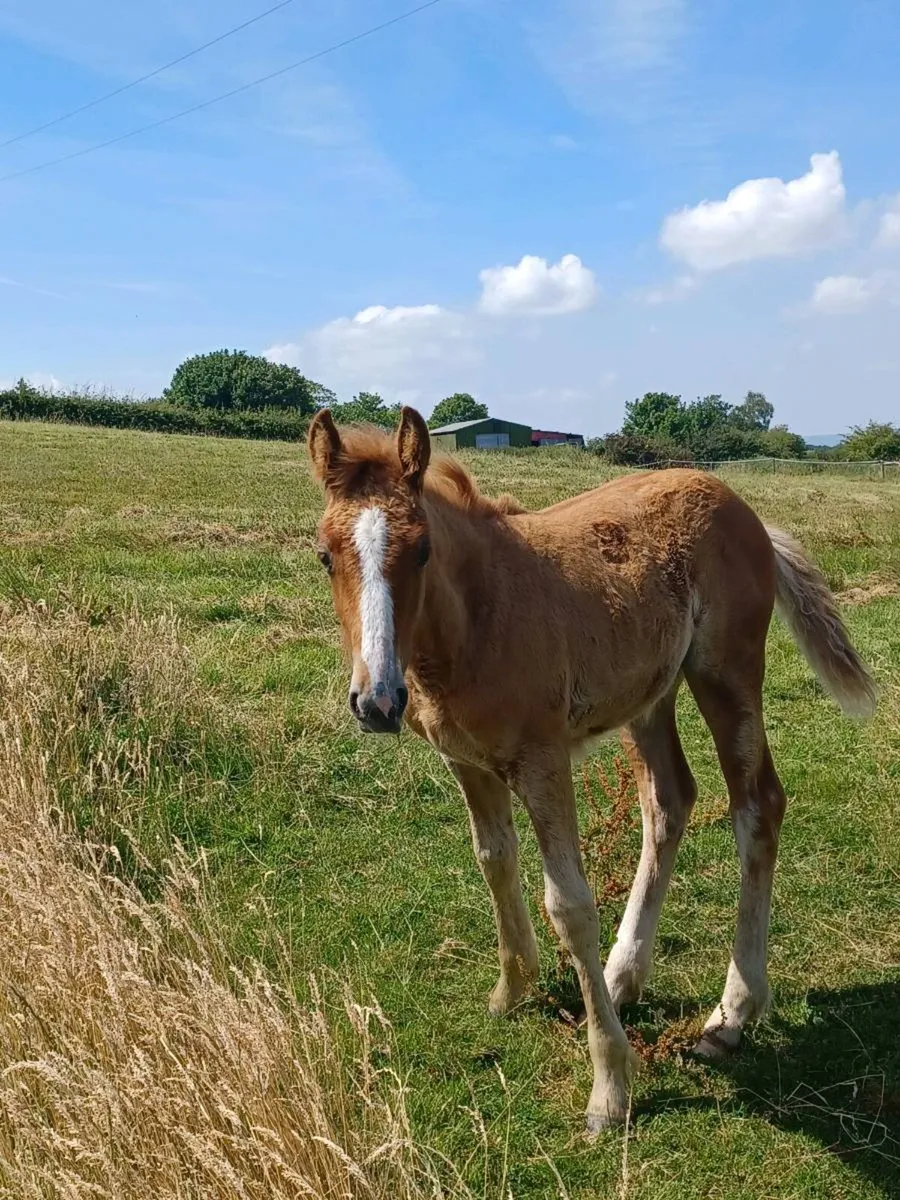 Mare and foal - Image 2