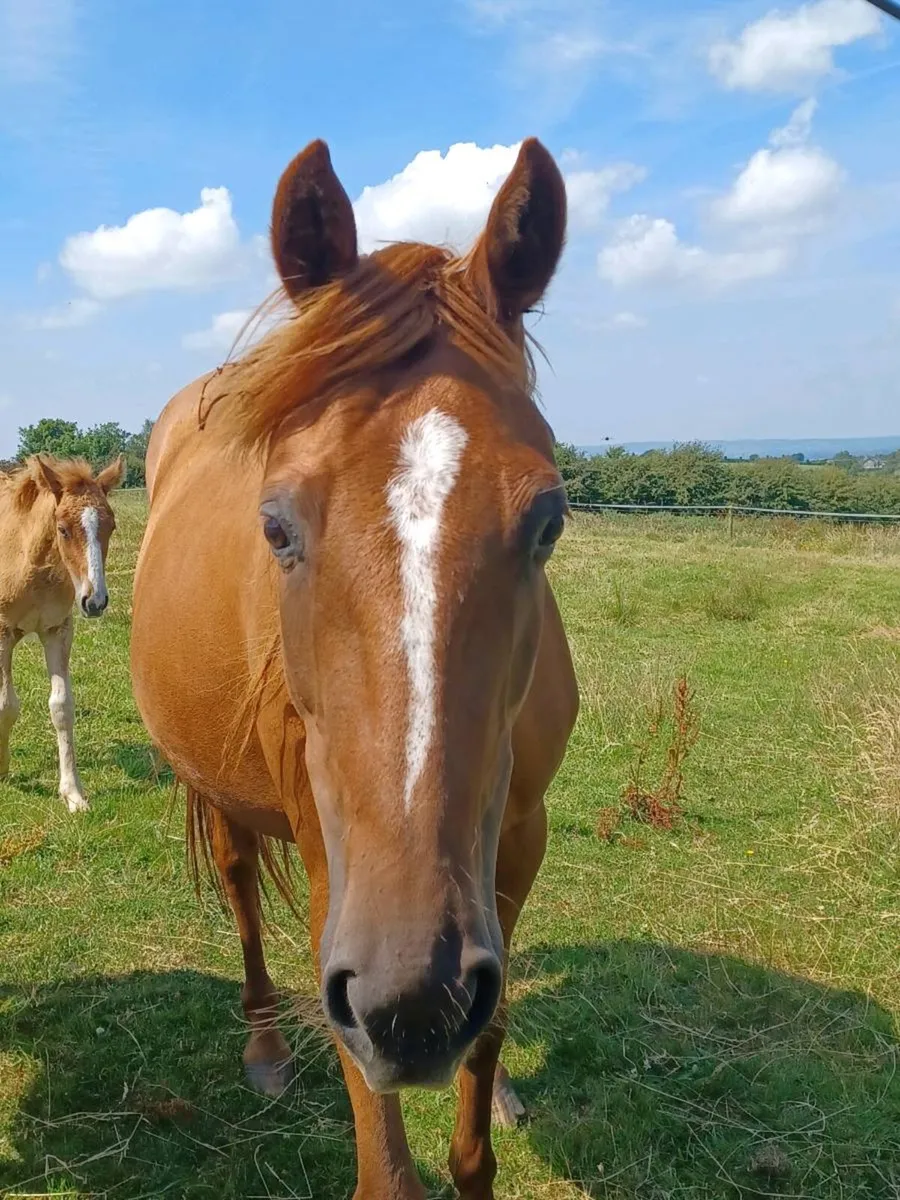 Mare and foal - Image 3