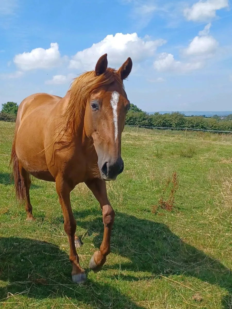 Mare and foal - Image 4