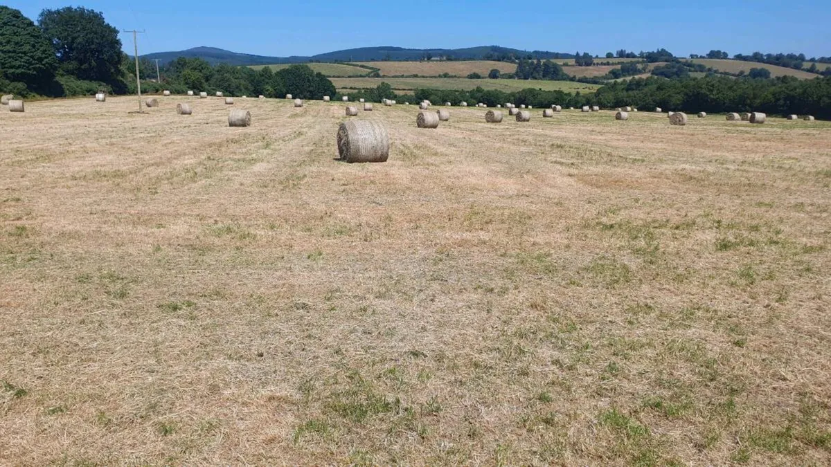 Hay Bales - Image 1