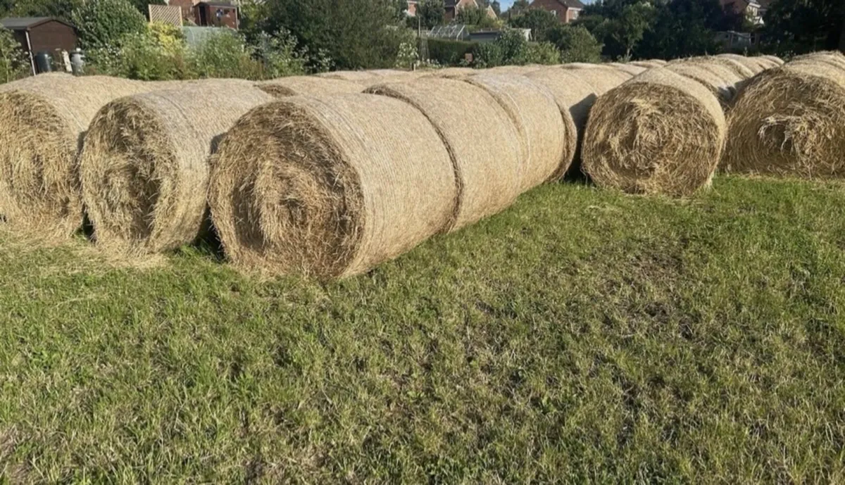 Hay