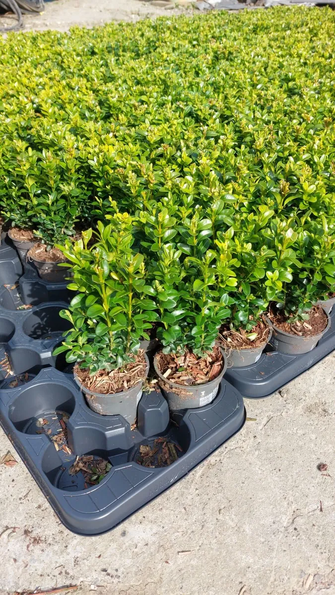 Box Hedging - Image 1