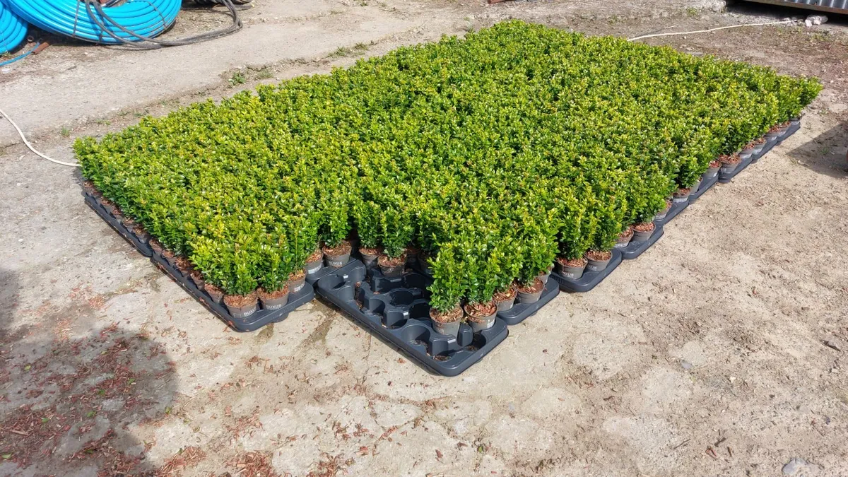 Box Hedging - Image 2