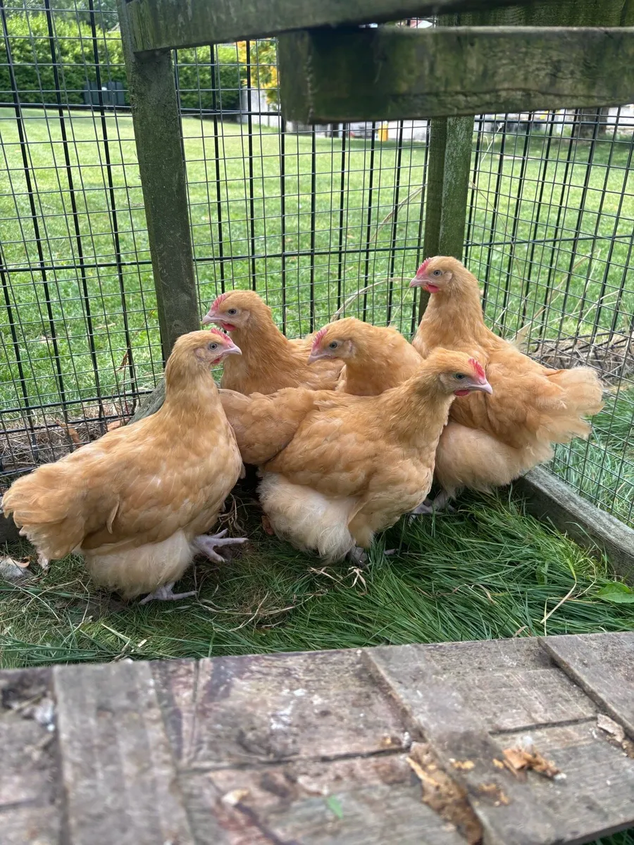 Buff Orpington pure bred  show line Roosters - Image 1
