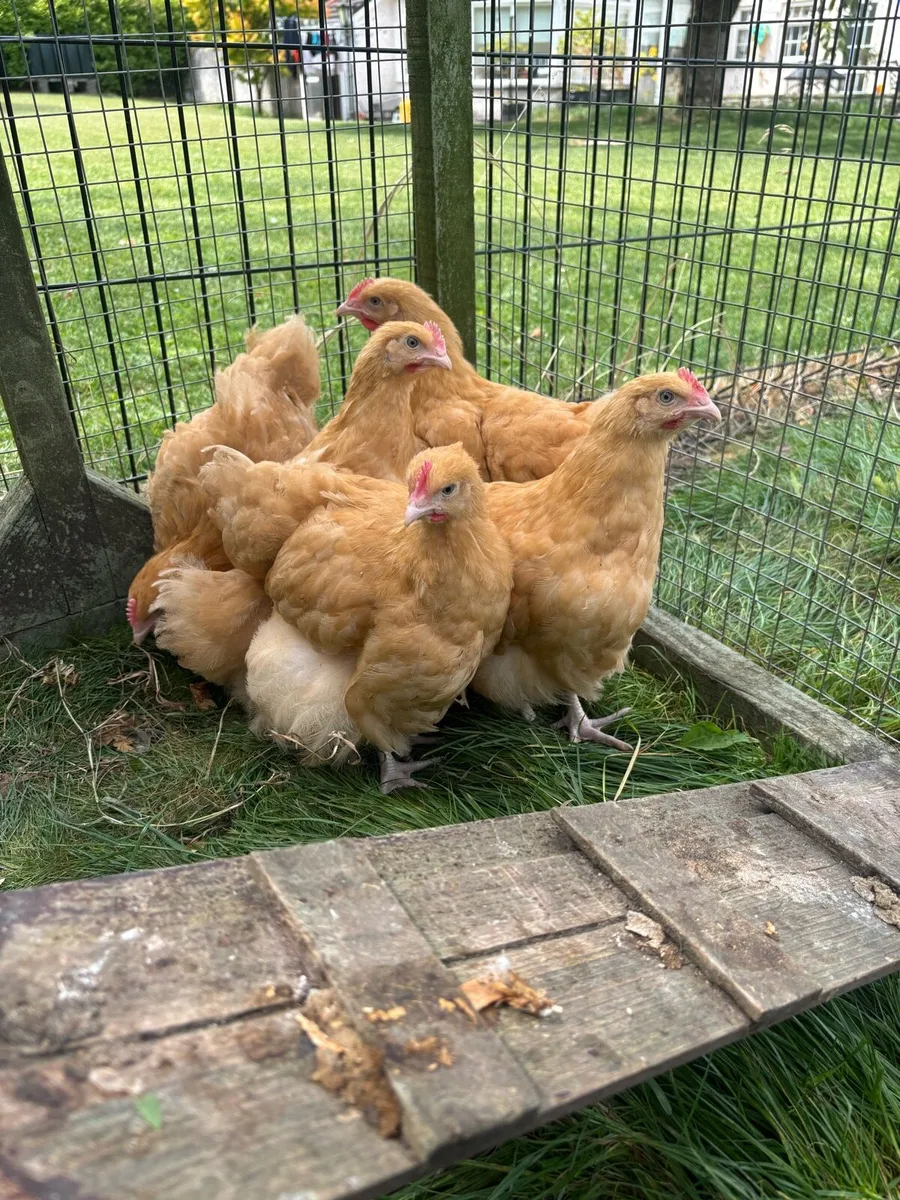 Buff Orpington pure bred  show line Roosters - Image 2