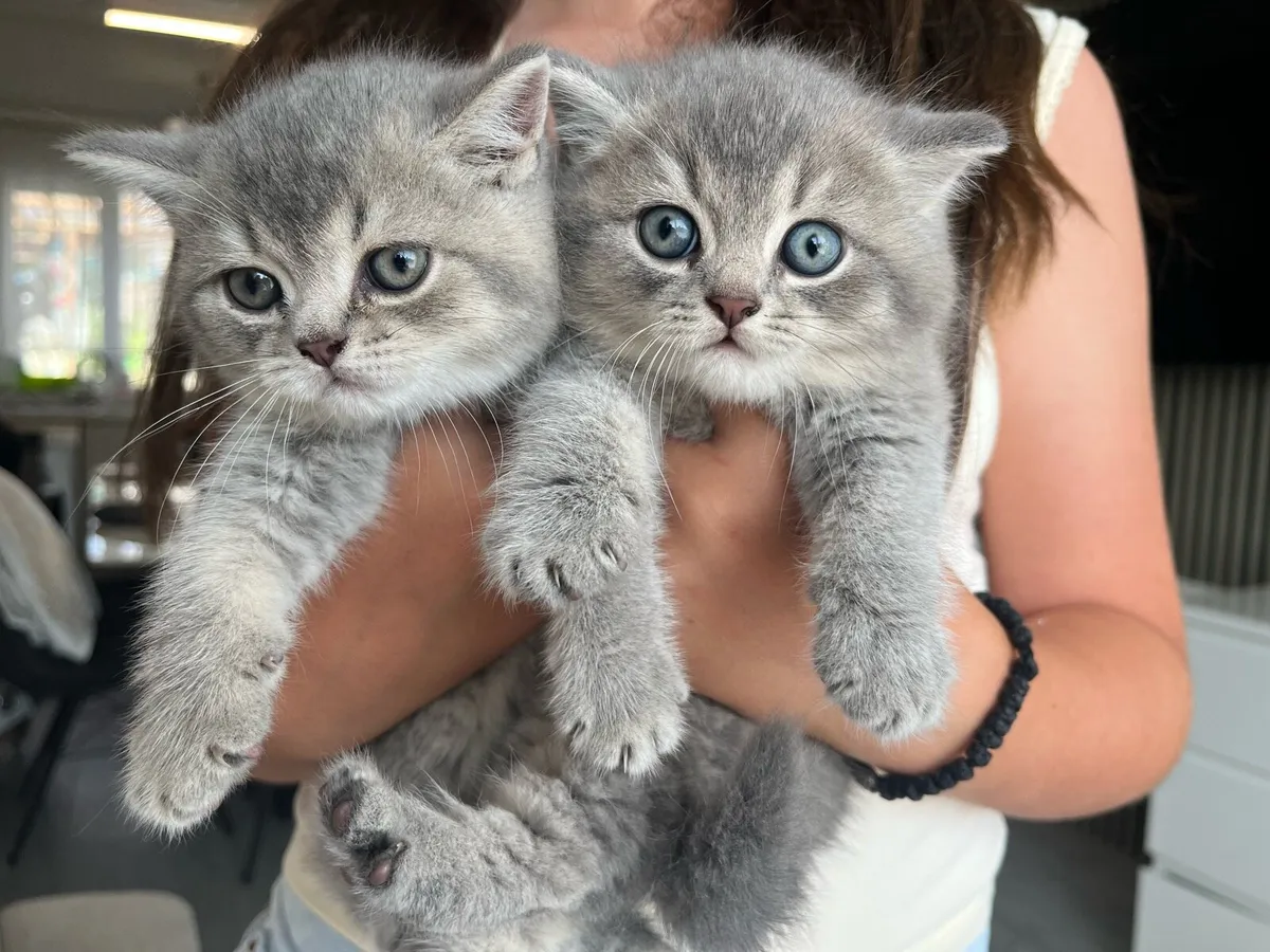 Beautiful British blue eyes kittens 2 boys left 🥰 - Image 3