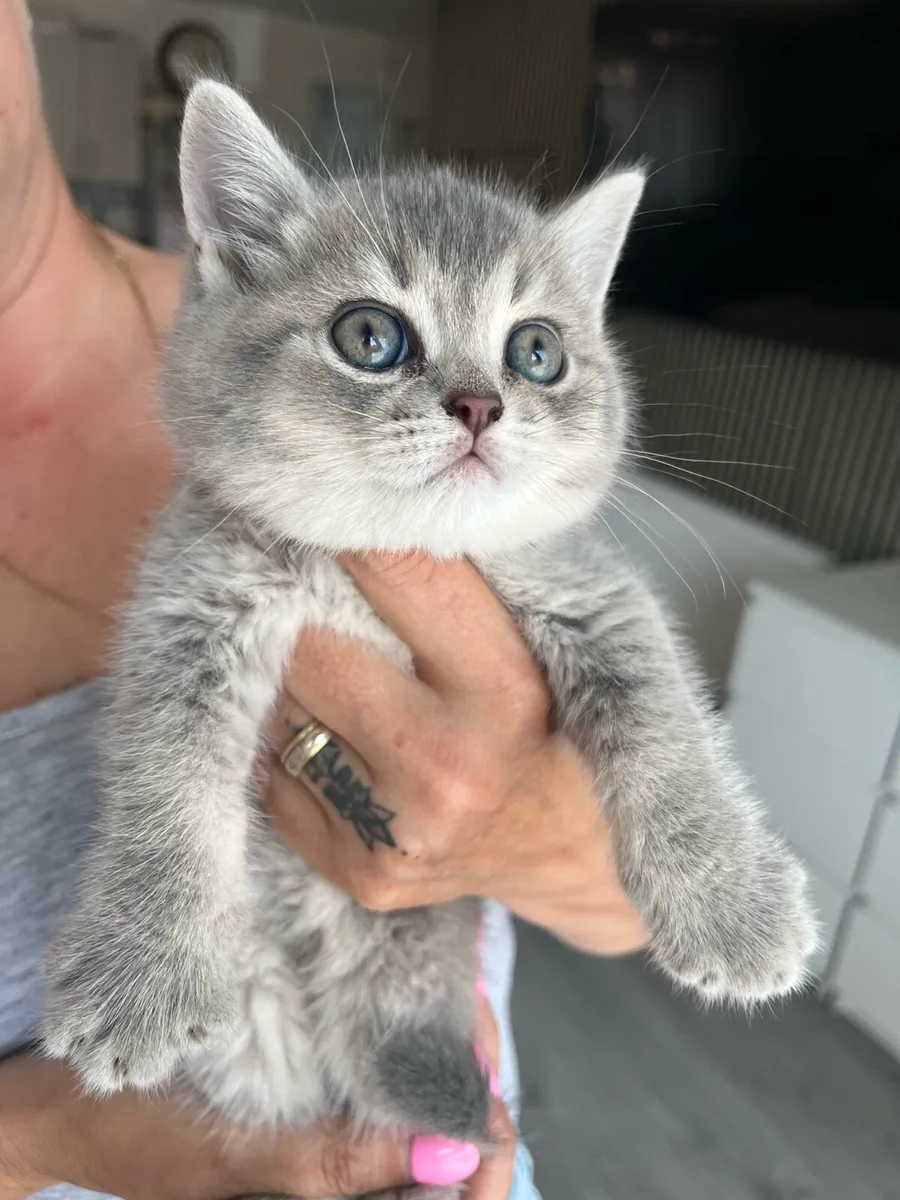 Beautiful British blue eyes kittens 2 boys left 🥰 - Image 4